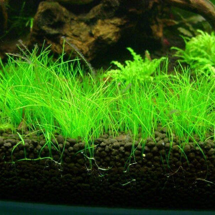 Dwarf Hairgrass Mini Live Aquarium Plants - Seed World