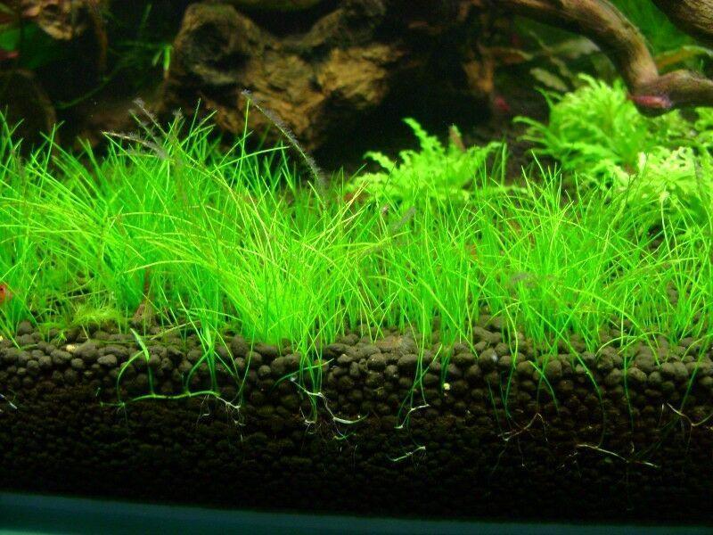 Dwarf Hairgrass Mini Live Aquarium Plants - Seed World