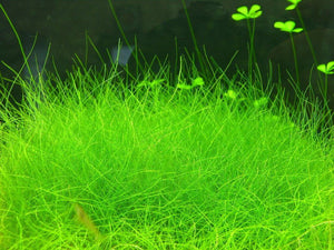 Dwarf Hairgrass Mini Live Aquarium Plants - Seed World