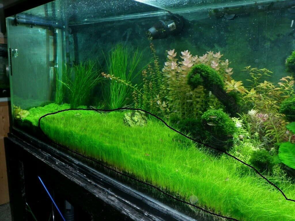 Live Aquarium Plant See ds Combo, Aquatic Fresh Water Grass Mini Leaf &  Long Hair Grass Small Pearl for Fish Tank Terrarium Dwarf Carpet and  Hairgrass
