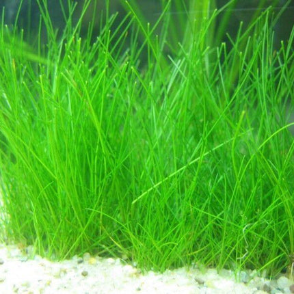 Dwarf Hairgrass Mini Live Aquarium Plants - Seed World