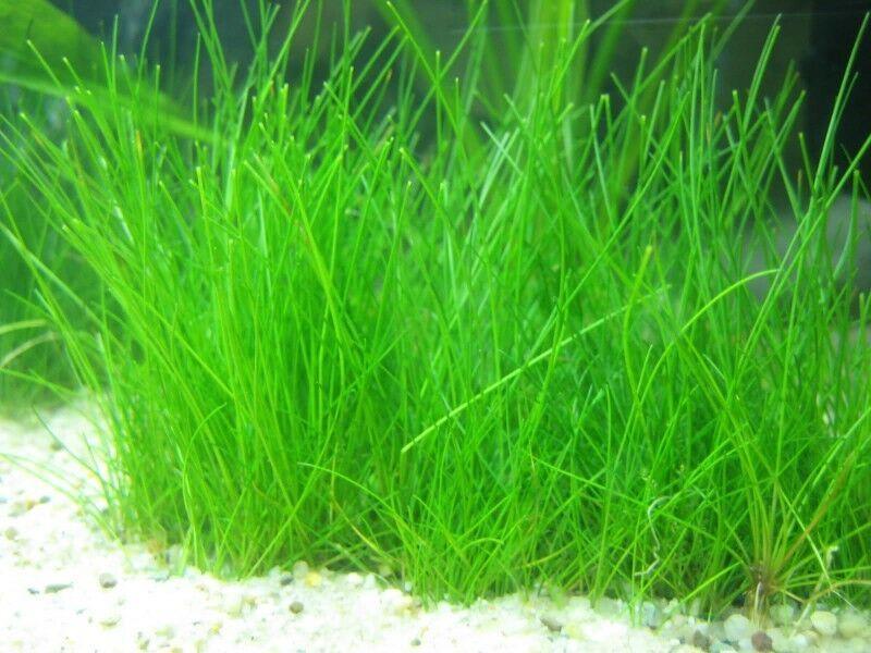 Dwarf Hairgrass Mini Live Aquarium Plants - Seed World