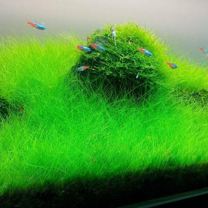Dwarf Hairgrass Mini Live Aquarium Plants - Seed World