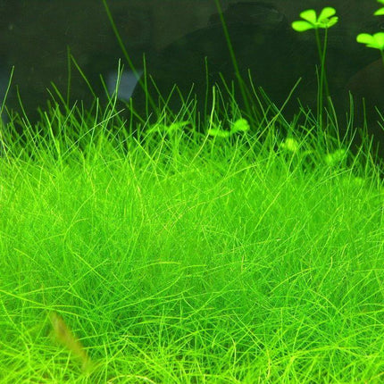 Dwarf Hairgrass Mini Live Aquarium Plants - Seed World