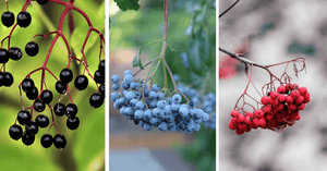 Elderberry Seeds Collection - Seed World