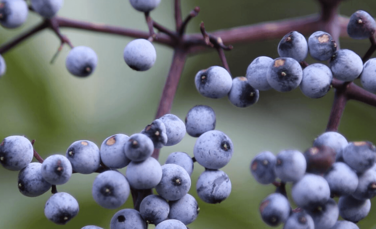 Elderberry Seeds Collection - Seed World
