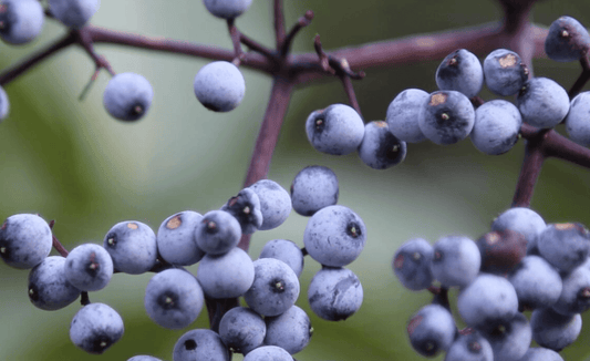 Elderberry Seeds Collection - Seed World
