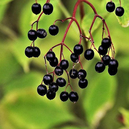 Elderberry Seeds Collection - Seed World