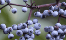 Elderberry Seeds Collection - Seed World