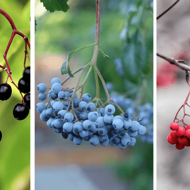 Elderberry Seeds Collection - Seed World