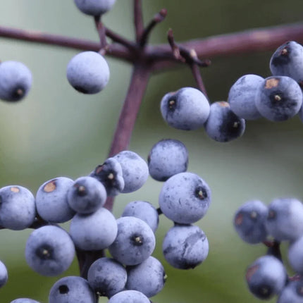 Elderberry Seeds Collection - Seed World