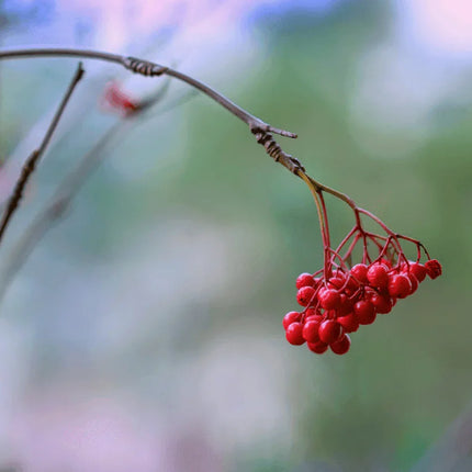 Elderberry Seeds Collection - Seed World