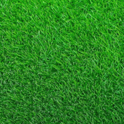 Empire Zoysia Grass Seeds - Lawn Grass - Seed World