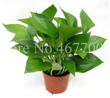 Exotic Climbing Epipremnum Aureum Indoor Office Desk Aquatic Plants Purify Air Absorb Harmful Gases Living Room 50 Seeds - Seed World
