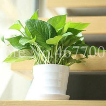 Exotic Climbing Epipremnum Aureum Indoor Office Desk Aquatic Plants Purify Air Absorb Harmful Gases Living Room 50 Seeds - Seed World
