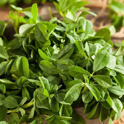 Fenugreek Seeds (Trigonella foenum-graecum) - Seed World