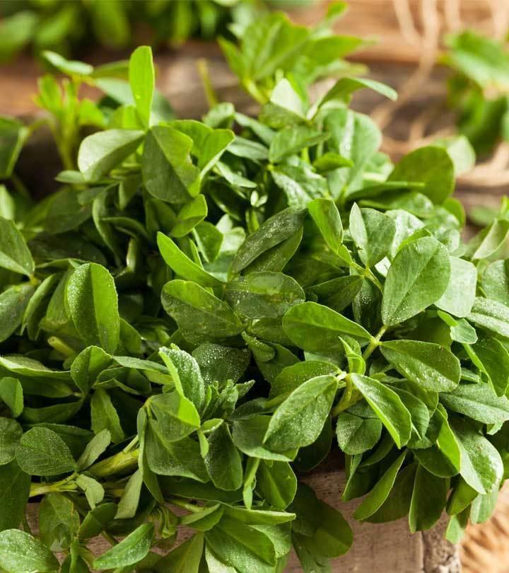Fenugreek Seeds (Trigonella foenum-graecum) - Seed World