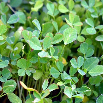 Fenugreek Seeds (Trigonella foenum-graecum) - Seed World