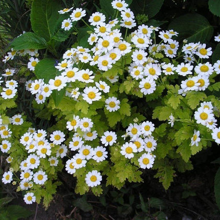 Feverfew Seeds – Tanacetum parthenium (Heirloom, Pollinator-Friendly) - Seed World