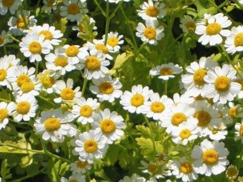 Feverfew Seeds – Tanacetum parthenium (Heirloom, Pollinator-Friendly) - Seed World
