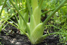 Close-up of a mature Florence fennel bulb in the garden
