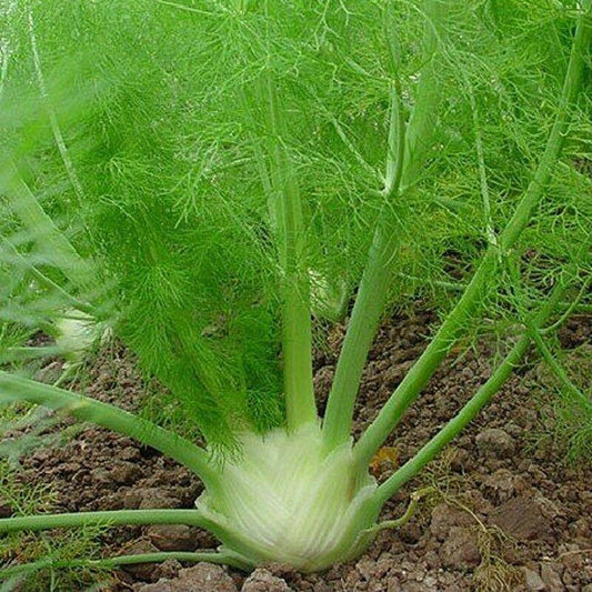Florence Fennel Seeds – 200 Sweet Anise Bulbs | Non-GMO, 85 % Germination - Seed World