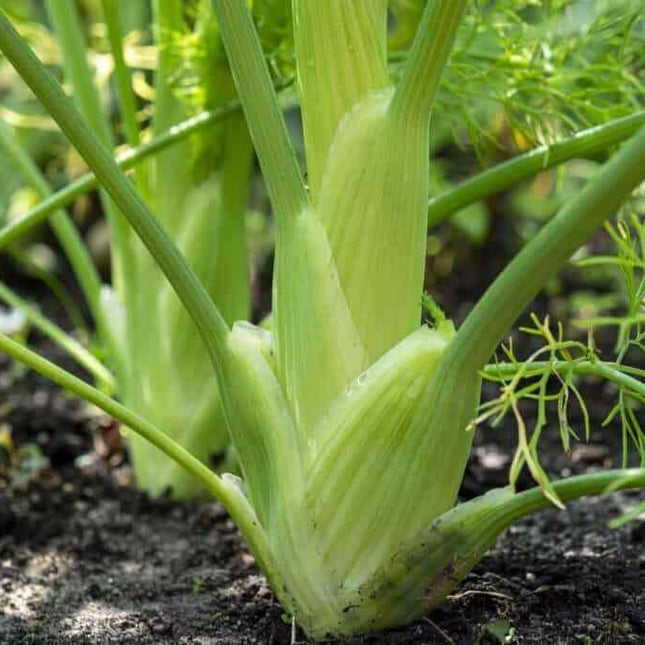Florence Fennel Seeds – 200 Sweet Anise Bulbs | Non-GMO, 85 % Germination - Seed World