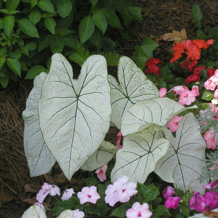 Florida Moonlight Caladium Tropical Bulbs | 2 Pieces size #2 - Seed World