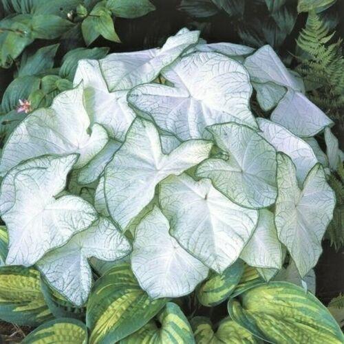 Florida Moonlight Caladium Tropical Bulbs | 2 Pieces size #2 - Seed World
