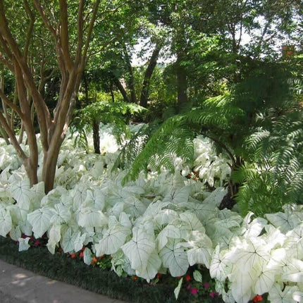 Florida Moonlight Caladium Tropical Bulbs | 2 Pieces size #2 - Seed World