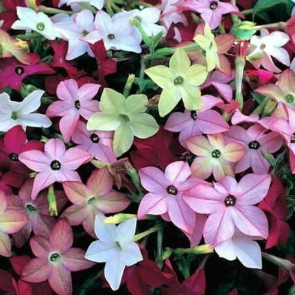 Flowering Tobacco Mix Seeds - Seed World