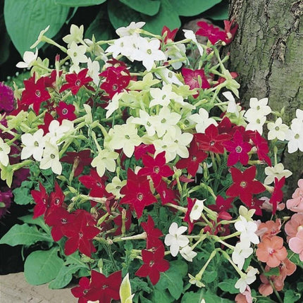 Flowering Tobacco Mix Seeds - Seed World