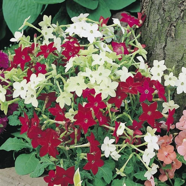 Flowering Tobacco Mix Seeds - Seed World