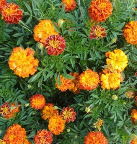 French Marigold Sparky Mix Seeds - Seed World