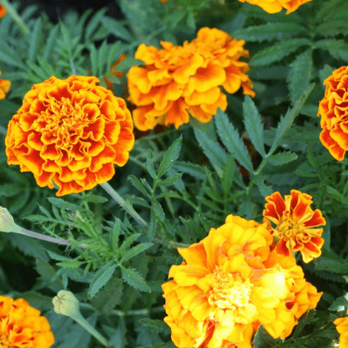 French Marigold Sparky Mix Seeds - Seed World
