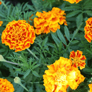 French Marigold Sparky Mix Seeds - Seed World