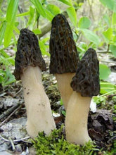 20g Black Morel Mushroom Spores Seeds - Seed World