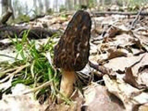 20g Black Morel Mushroom Spores Seeds - Seed World