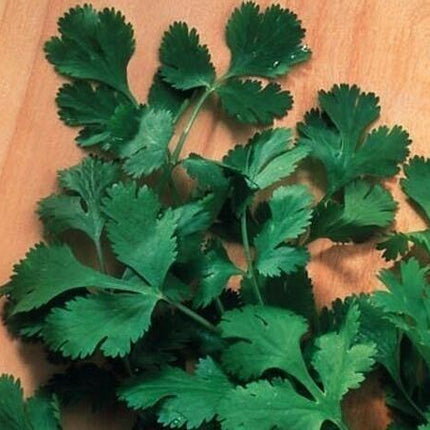 Garden Mix Cilantro - Parsley - Chives - Basil Seeds - Seed World