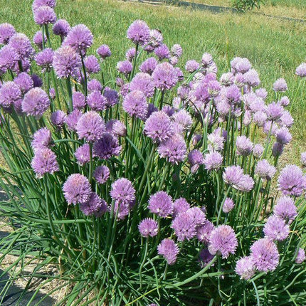 Garden Mix Cilantro - Parsley - Chives - Basil Seeds - Seed World