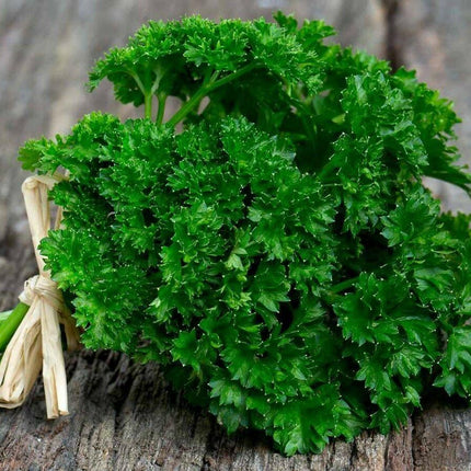 Garden Mix Cilantro - Parsley - Chives - Basil Seeds - Seed World