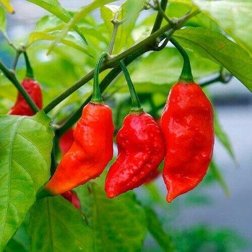 Ripe red Ghost Pepper fruit on the plant