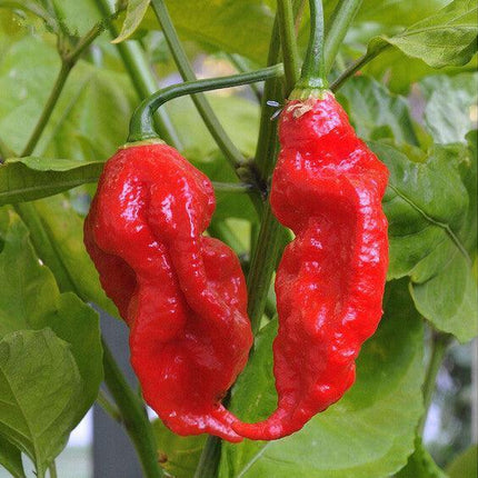 Ghost Pepper Seeds (Bhut Jolokia) – Non-GMO Super-Hot Chili - Seed World