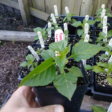 Ghost Pepper Seeds (Bhut Jolokia) – Non-GMO Super-Hot Chili - Seed World