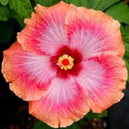 4 - (20 Seeds)