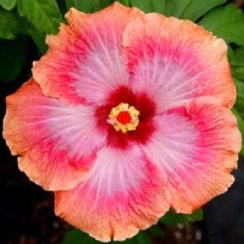 Giant Hibiscus Flower Seeds - Seed World