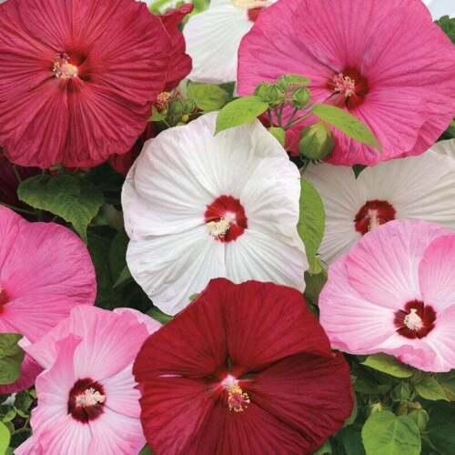 Giant Hibiscus Flower Seeds - Seed World
