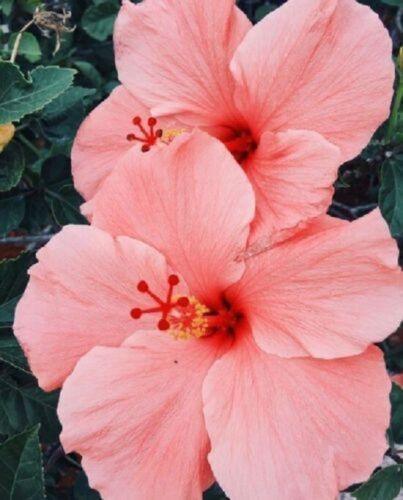 Giant Hibiscus Flower Seeds - Seed World