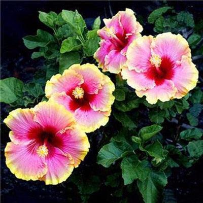 Giant Hibiscus Flower Seeds - Seed World