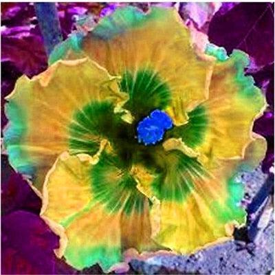 Giant Hibiscus Flower Seeds - Seed World